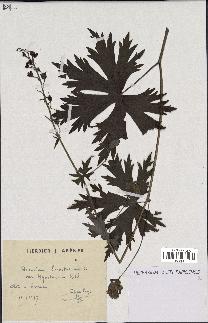 spécimen de Aconitum lycoctonum