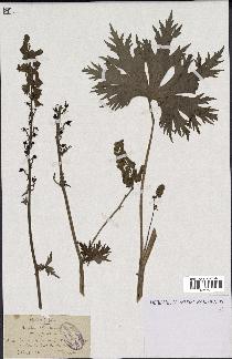 spécimen de Aconitum lycoctonum