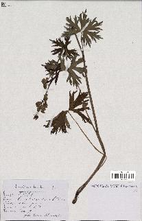 spécimen de Aconitum lycoctonum