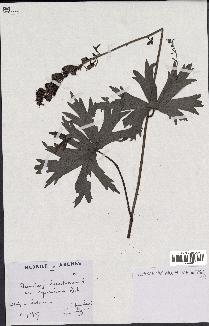 spécimen de Aconitum lycoctonum