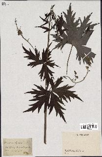 spécimen de Aconitum lycoctonum