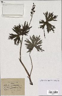 spécimen de Aconitum lycoctonum