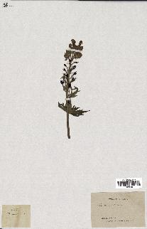 spécimen de Aconitum lycoctonum