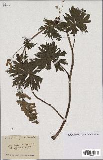 spécimen de Aconitum lycoctonum