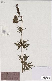 spécimen de Aconitum lycoctonum