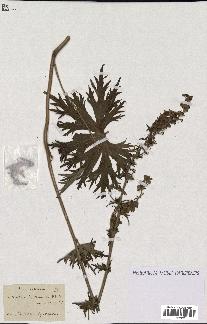 spécimen de Aconitum lycoctonum