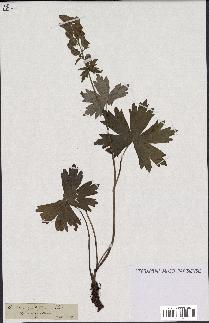 spécimen de Aconitum lycoctonum