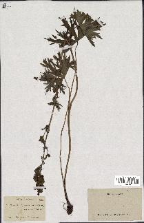 spécimen de Aconitum lycoctonum