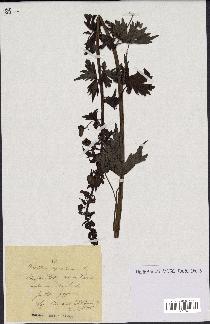 spécimen de Aconitum lycoctonum