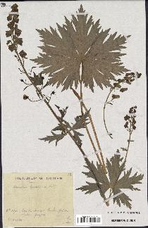 spécimen de Aconitum lycoctonum