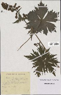 spécimen de Aconitum lycoctonum