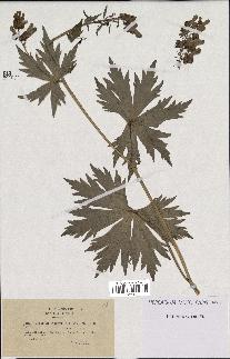 spécimen de Aconitum lycoctonum