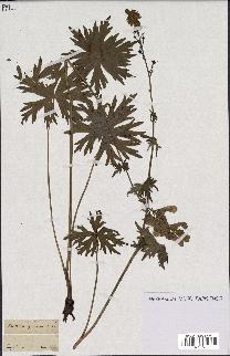 spécimen de Aconitum lycoctonum