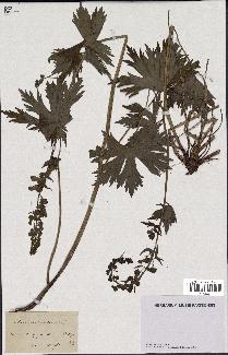 spécimen de Aconitum lycoctonum