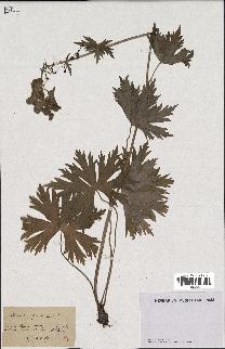 spécimen de Aconitum lycoctonum