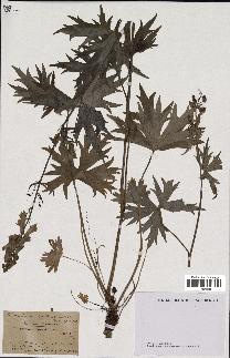 spécimen de Aconitum lycoctonum