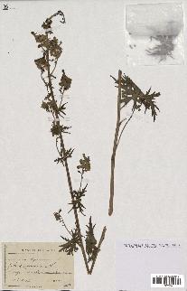 spécimen de Aconitum lycoctonum