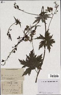 spécimen de Aconitum lycoctonum