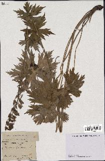 spécimen de Aconitum lycoctonum