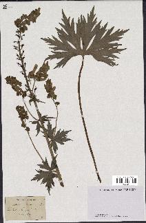 spécimen de Aconitum lycoctonum