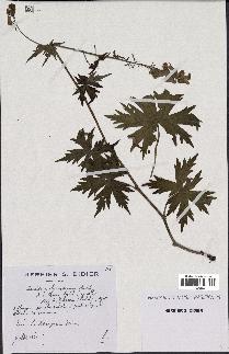 spécimen de Aconitum lycoctonum