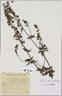 spécimen de Aconitum lycoctonum