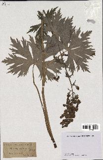 spécimen de Aconitum lycoctonum