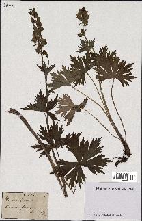 spécimen de Aconitum lycoctonum