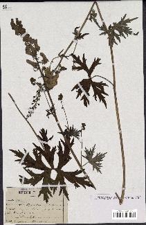 spécimen de Aconitum lycoctonum