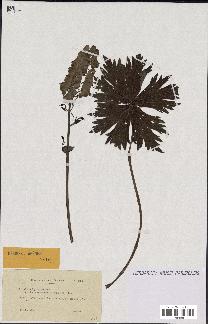 spécimen de Aconitum lycoctonum