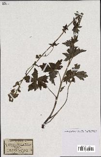 spécimen de Aconitum lycoctonum