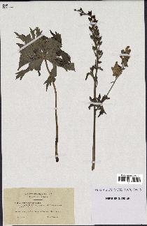 spécimen de Aconitum lycoctonum