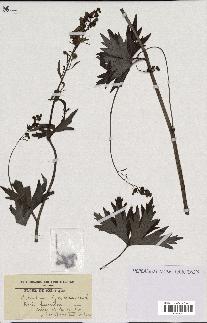 spécimen de Aconitum lycoctonum