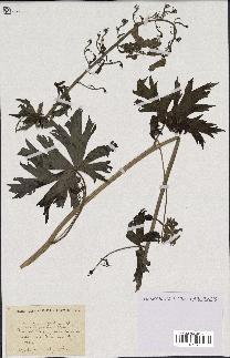 spécimen de Aconitum lycoctonum