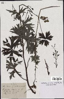 spécimen de Aconitum lycoctonum