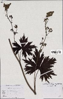 spécimen de Aconitum lycoctonum