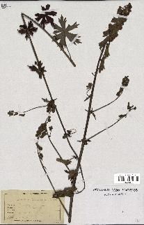 spécimen de Aconitum lycoctonum