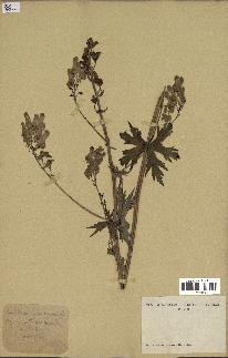 spécimen de Aconitum lycoctonum