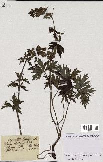 spécimen de Aconitum lycoctonum