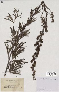 spécimen de Aconitum napellus