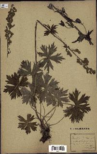 spécimen de Aconitum lycoctonum