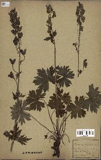 spécimen de Aconitum lycoctonum