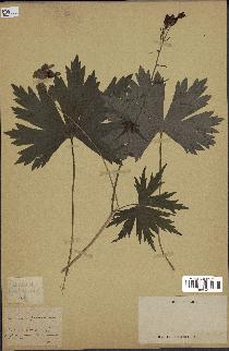 spécimen de Aconitum lycoctonum