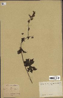 spécimen de Aconitum lycoctonum