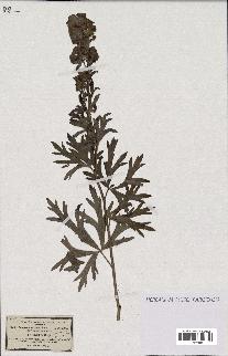 spécimen de Aconitum eminens