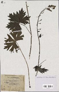 spécimen de Aconitum lycoctonum