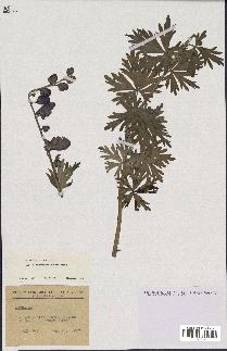 spécimen de Aconitum napellus