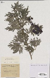 spécimen de Aconitum napellus