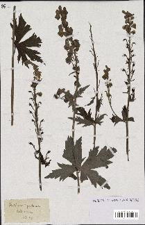 spécimen de Aconitum lycoctonum