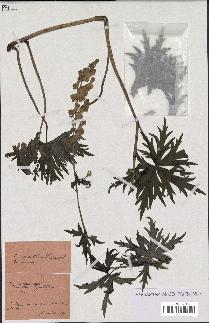 spécimen de Aconitum lycoctonum